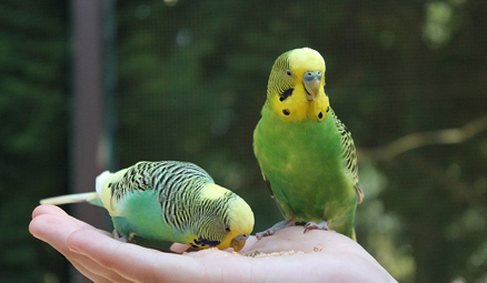 budgie-bird.jpg