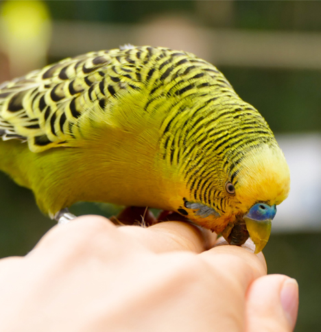 budgie-biting.jpg