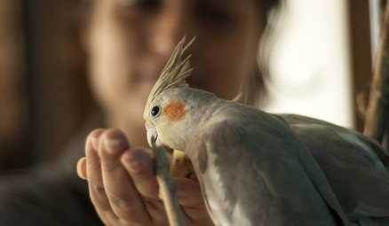 cockatiel-bird.jpg