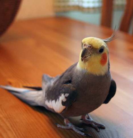 cockatiel-biting.jpg