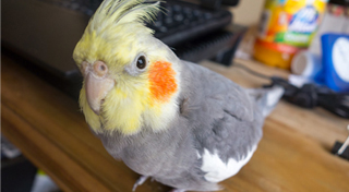 cockatiel-cage.jpg