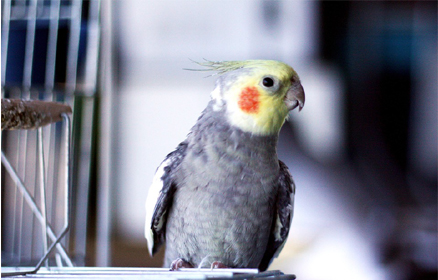 cockatiel-cage2.jpg