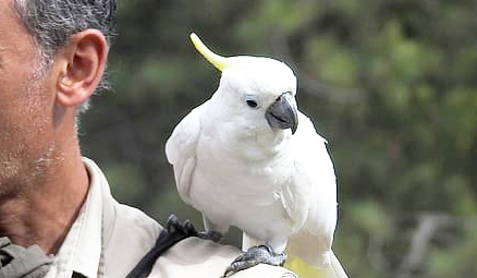 cockatoo-bird.jpg