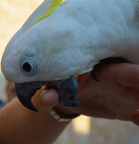 cockatoo-biting.jpg