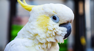 cockatoo-cage.jpg