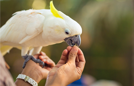 cockatoo-cage2.jpg