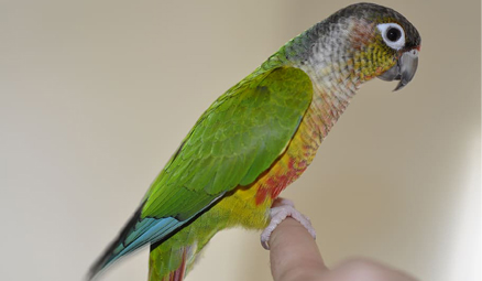 conure-bird.jpg