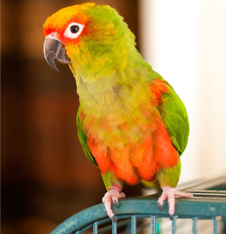 conure-biting.jpg