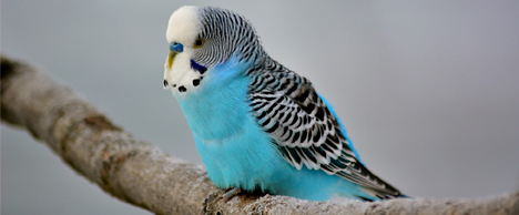 hun-budgie.jpg