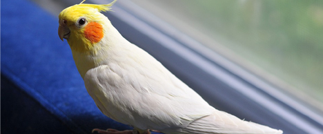 hun-cockatiel.jpg