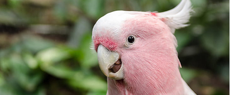 hun-cockatoo.jpg