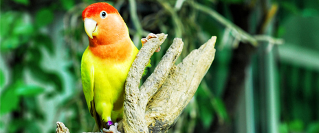 hun-lovebird.jpg