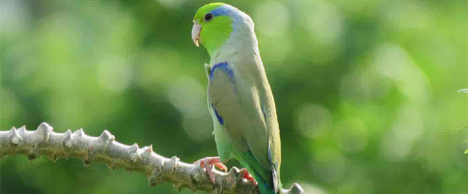 hun-parrotlet.jpg