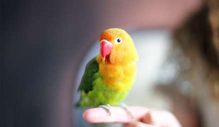 lovebird-bird.jpg