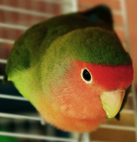 lovebird-biting.jpg