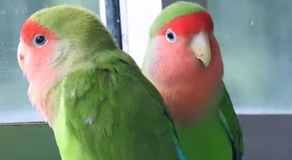 lovebird-cage.jpg