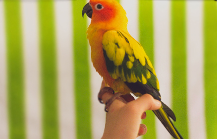 lovebird-cage2.jpg