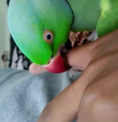 parakeet-biting.jpg