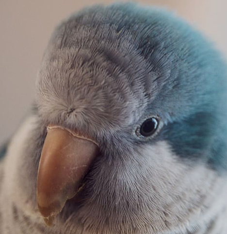 parrotlet-biting.jpg