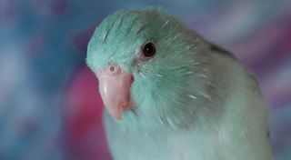 parrotlet-cage.jpg