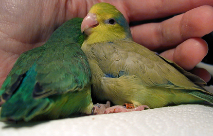 parrotlet-cage2.jpg