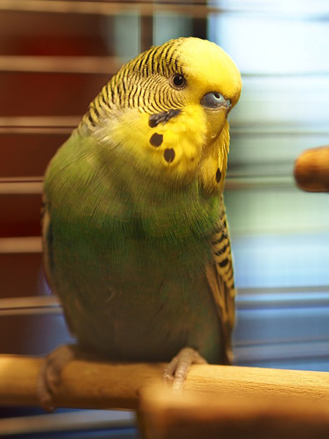 scarlet-budgie.jpg