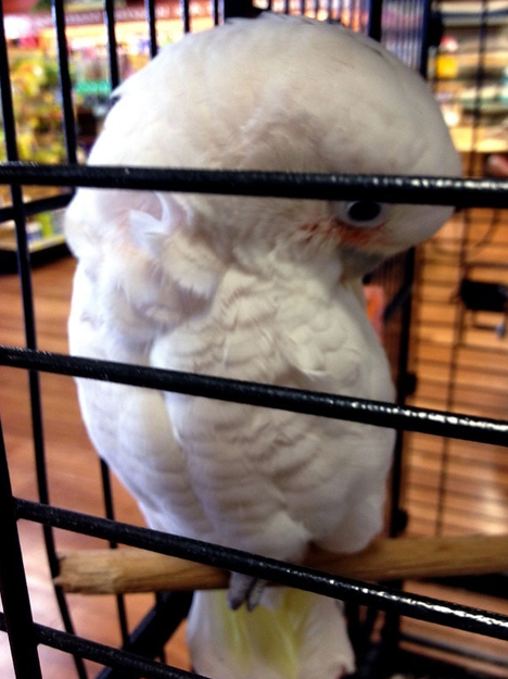 scarlet-cockatoo.jpg