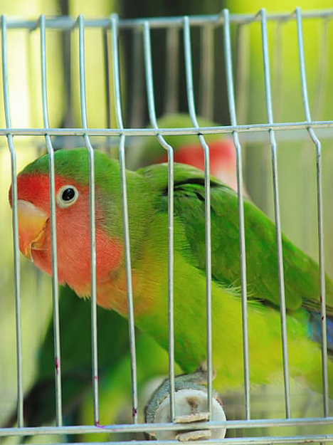 scarlet-lovebird.jpg