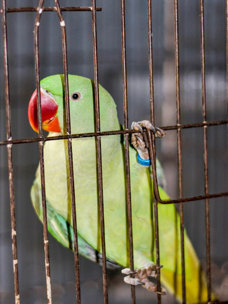 scarlet-parakeet.jpg