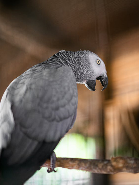 scarlet-parrot.jpg