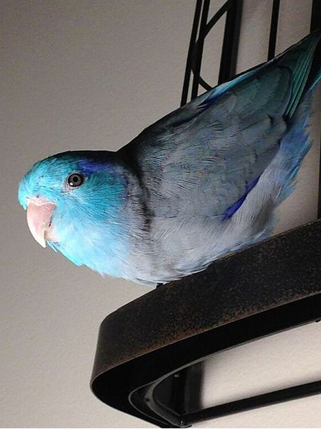 scarlet-parrotlet.jpg