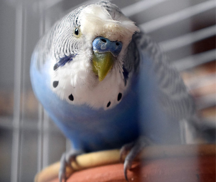 scarlet2-budgie.jpg