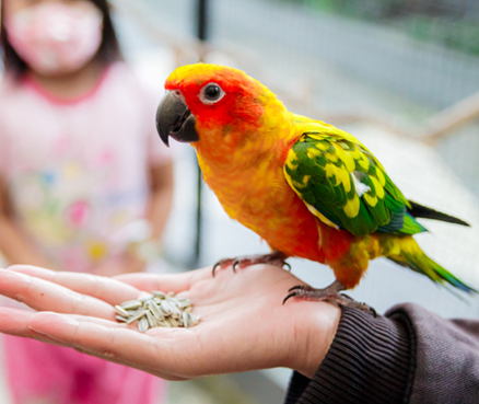 scarlet2-conure.jpg