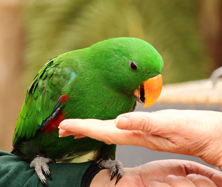 scarlet2-parrot.jpg