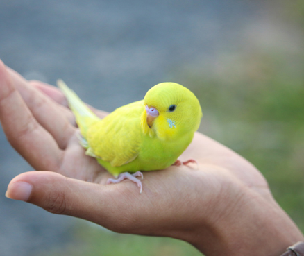 scarlet2-parrotlet.jpg