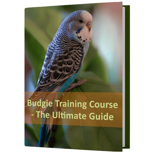 FreeBook-Budgie