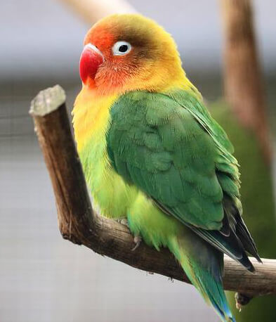 http://lovebird-health2