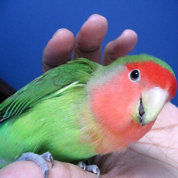 http://lovebird-health3