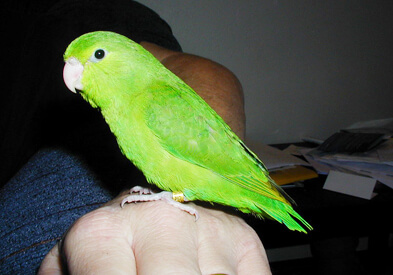 http://parrotlet-training1