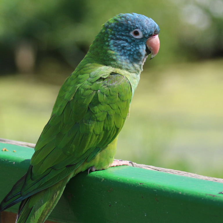 http://Blue-Crown-Conure-Bird