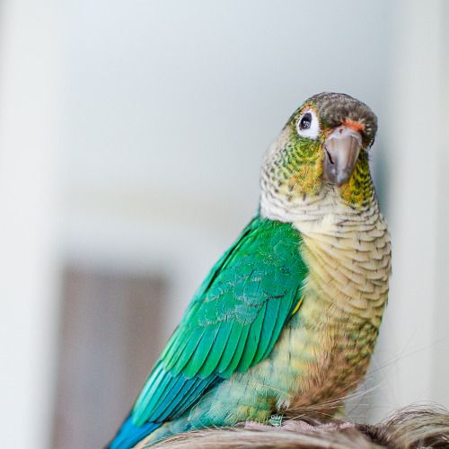 http://Green%20Cheek%20Conure