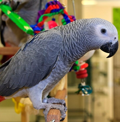 http://african%20grey%20parrot