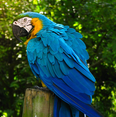 http://Green-Winged-Macaw