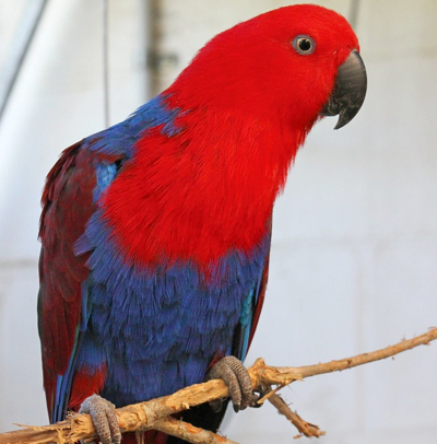 http://Eclectus-Parrot-crsl