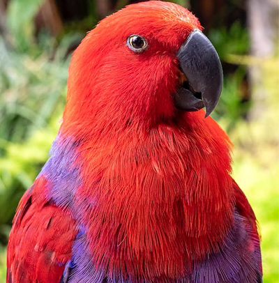 http://Eclectus%20Parrot