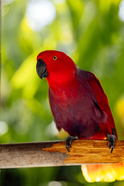 About Parrot