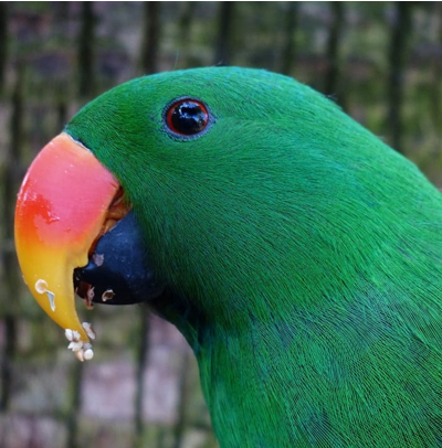 http://Green%20Parrot