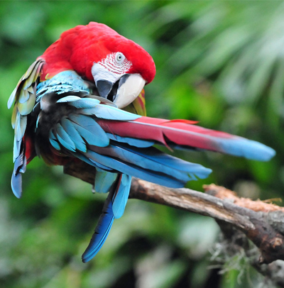 http://Green-Winged-Macaw