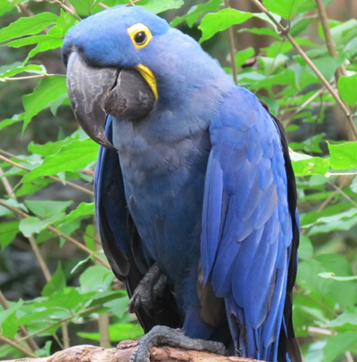 http://Green-Wing-Macaw-crsl