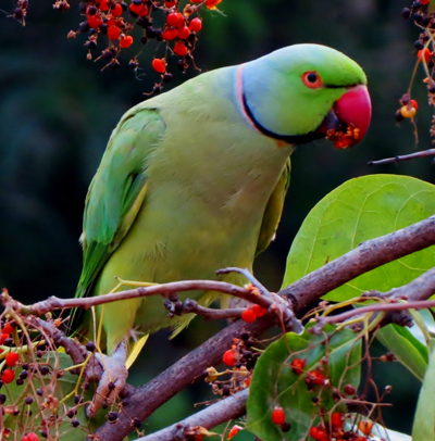 http://Quaker%20Parrot